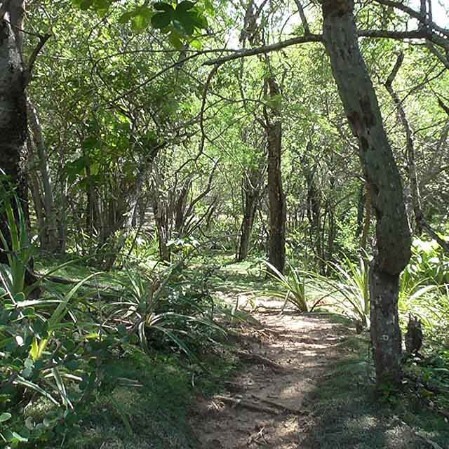 bosque_10