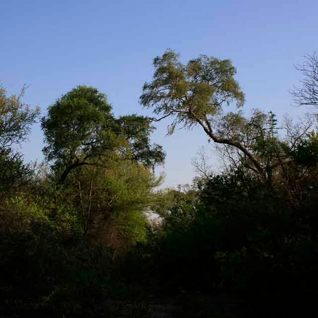 bosques_chaqueños