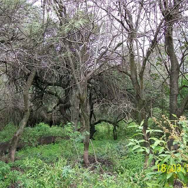dentro_del_bosque