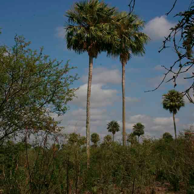 palmar
