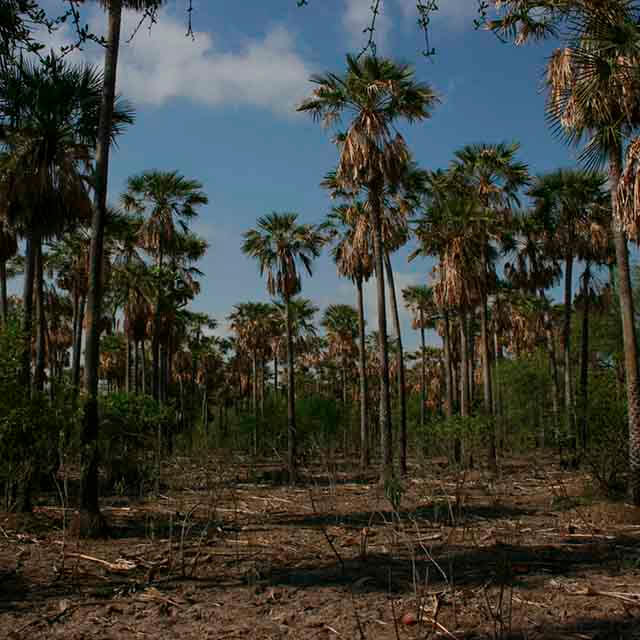 palmar_2