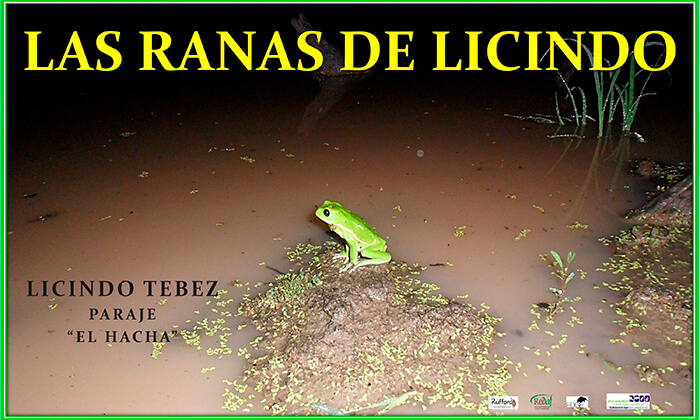 LAS RANAS DE LICINDO